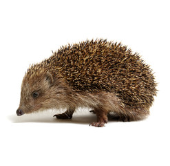 Hedgehog  isolated on white