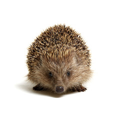 Hedgehog  isolated on white