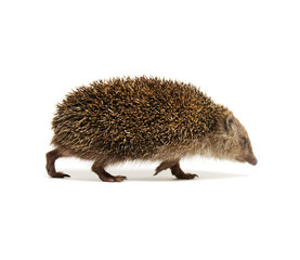 Hedgehog  isolated on white