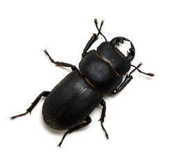 black beetle on white