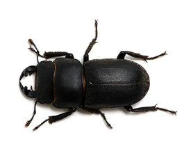 black beetle on white