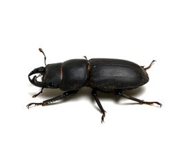 black beetle on white