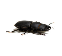 black beetle on white