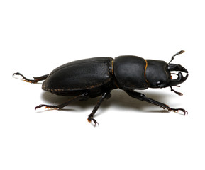 black beetle on white
