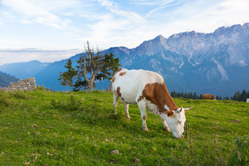 Fototapeta na wymiar cow on a background of mountains, Alps