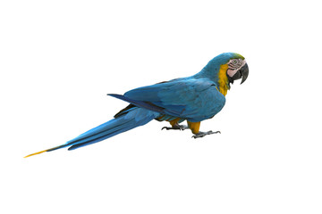 Bird macaw, Blue and Gold Macaw isolate on white background