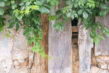 Old stone wall with wooden planks and green branches of grapes