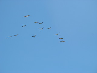 На зимовку в теплые страны