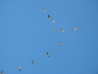 На зимовку в теплые страны