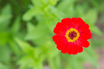 Top view of red zinnia flower on blurred green background.