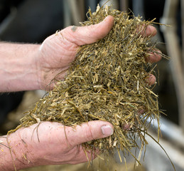 Silage. Hands with roughage. Cattlefeed. Stable with cows. Farming. Farmer. Netherlands