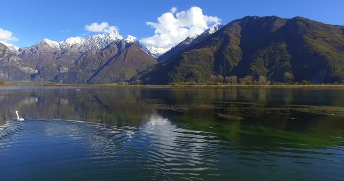 Aerial 4k - Riserva Naturale di Pian di Spagna - Lago di Novate Mezzola - Valchiavenna (IT) - cigno