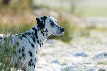 Dalmatiner Portrait im Winter