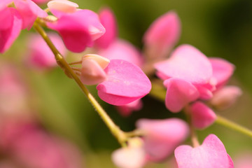 Pink coral vine flowers