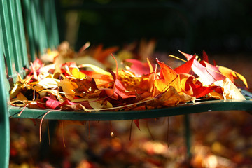 'foglie su panchina'