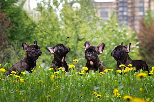 Cute black dog tall grass and yellow flowers. French Bulldog Puppies in a city park