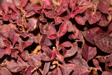 Violet leaves of Loropetalum or Purple Pixie