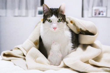 gato blanco con ojos verdes bajo una manta y con una rata de peluche