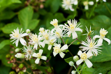 Clematis (Greisenbart), Blüten, Homöopathie, Bachblüten, Klet