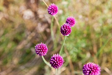 Kugelköpfiger Lauch (Allium sphaerocephalon), Wildblume