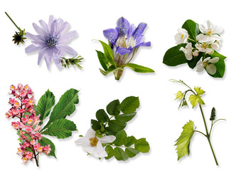 Bachblüten, Homöopathie, Blüten, Wegwarte (Cichorium intybus) - obrazy, fototapety, plakaty