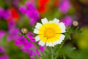 Obraz premium Kronenwucherblume, Glebionis coronaria, weiss, gelb