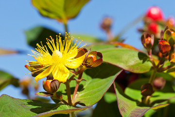 Großblumiges Johanniskraut (hypericum inodorum), gelbe Blüten,