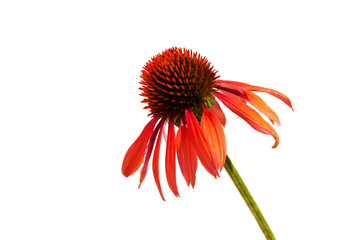 Sonnenhut (Echinacea purpurea), Heilpflanze