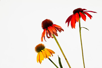 Sonnenhut (Echinacea purpurea), Heilpflanze, drei, rot, purpur,