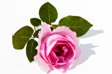 Fototapeta premium Rosa, Edelrose, Rose, Freisteller