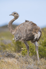 Lesser Rhea ,Pterocnemia pennata ,Peninsula Valdes – Chubut-Patagonia -Argentina