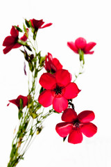 Roter Lein (Linum grandiflorum), rot