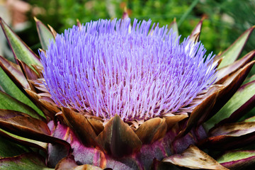 Artischocke (Cynara cardunculus), Bl&uuml;te, Artischockenbl&uuml;te, li