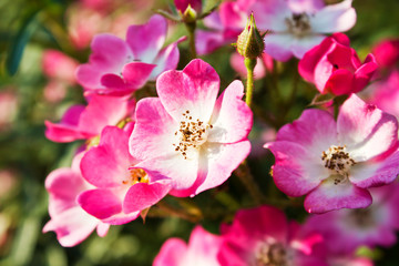 Fototapeta na wymiar Buschrosen, Strauchrosen (Rosa), pink