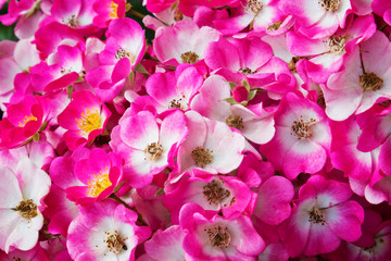 Buschrosen, Strauchrosen (Rosa), pink