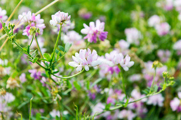 Kronwicken (Coronilla), weiß-violett, pink, Wiese, Blumenwiese,