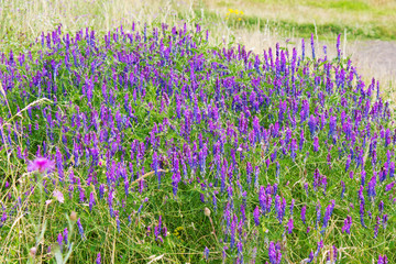 Vogel-Wicke (Vicia cracca), lila, violett, Wiese, Blumenwiese, B
