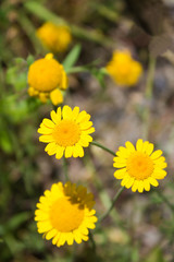 Färberkamille (Anthemis tinctoria), Hundskamille, Kräuter, Hei