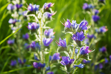 Blauer Natterkopf (Echum vulgare), Blüten, Wiese, Blumenwiese,