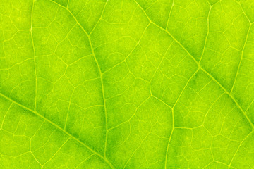 Naklejka na ściany i meble Leaf texture or leaf background. Leaf motifs that occurs natural. Abstract green leaf pattern for design with copy space for text or image.