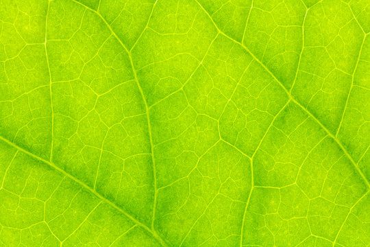 Leaf texture or leaf background. Leaf motifs that occurs natural. Abstract green leaf pattern for design with copy space for text or image.