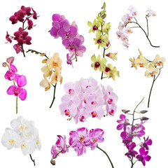 set of eleven orchid floral branches isolated on white