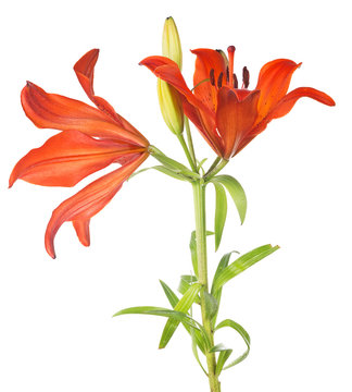 red lily with two blooms on green stem
