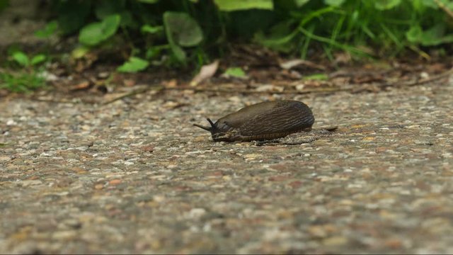 Snail crawling on road timelapse.