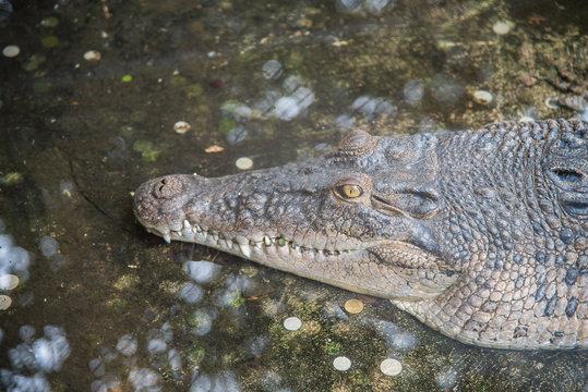 Amphibian Prehistoric Crocodile,Alligator or crocodile animals closeup