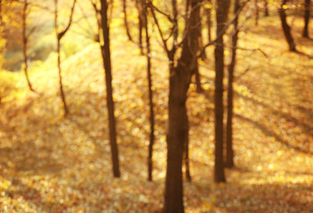 Fototapeta premium Blurred autumn park background
