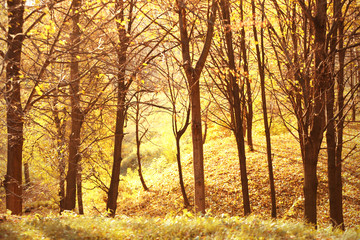 Beautiful autumn park background