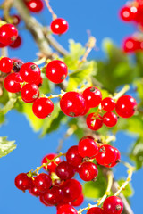 rote Johannisbeeren (ribes rubrum)