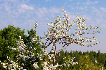 flowering branches of apple trees