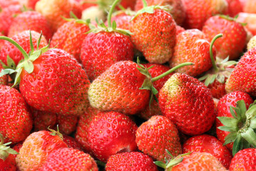 crop of strawberries